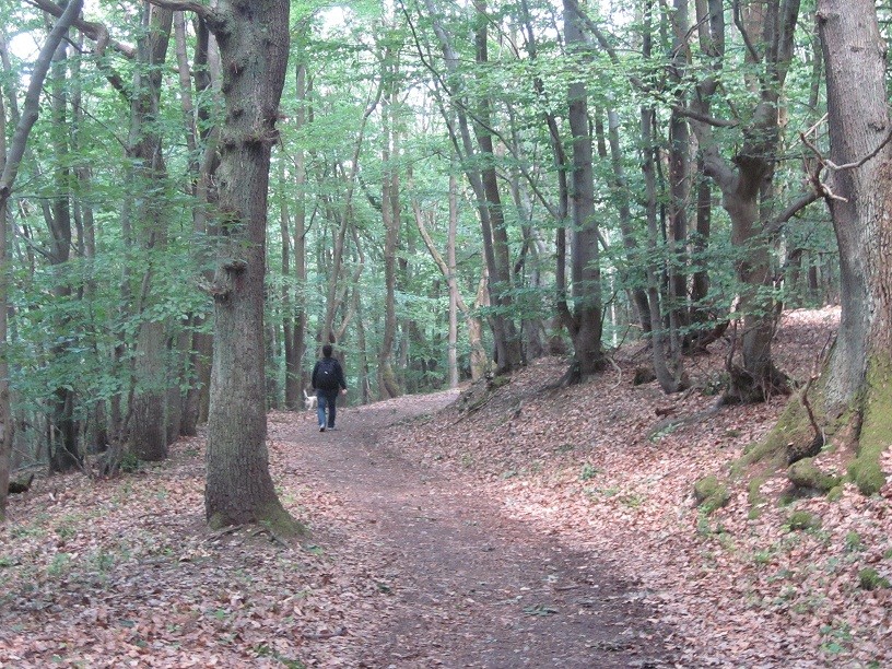 wald